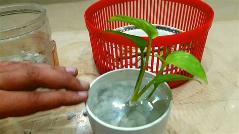 How To Grow Money Plant In Water Fast And Easy Youtube