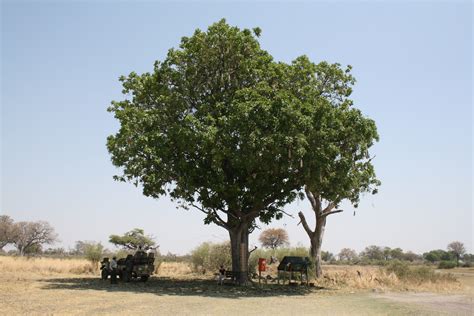 Filesausage Tree In Botswana Wikipedia The Free Encyclopedia
