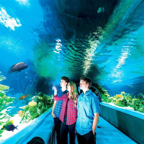 Odysea Aquarium Scottsdale All You Need To Know Before You Go