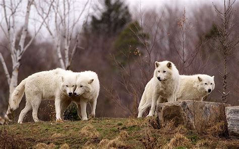 Arctic Wolf Wallpaper ·① Wallpapertag