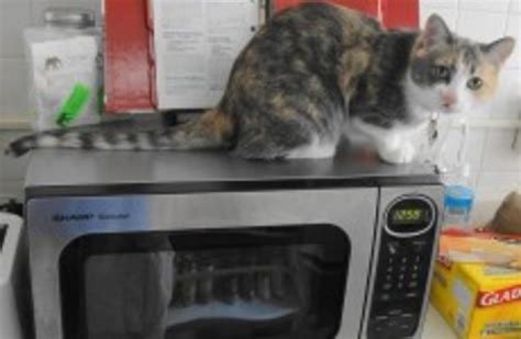 Woman Who Killed Cat In Microwave Jailed For 168 Days · The Daily Edge