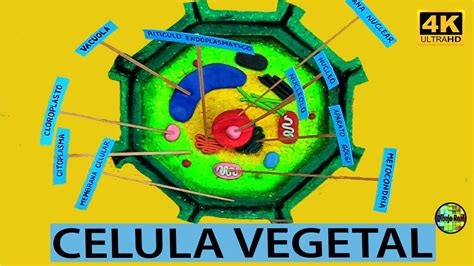 Estructura De La Celula Vegetal Eucariota 2020 Idea E Inspiración