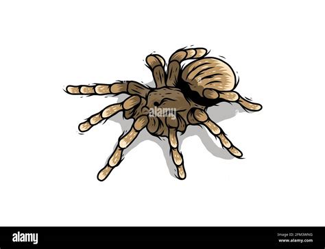 Line Art Drawing Illustration Of Tarantula Design Stock Vector Image