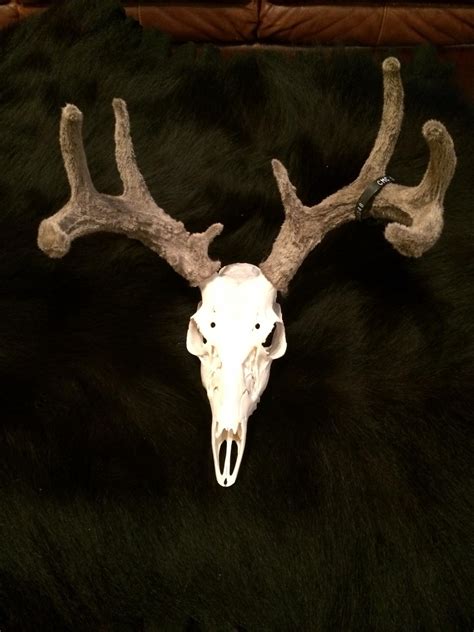 Real Velvet European Mounts Taxidermy Discussion