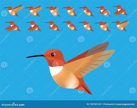 Animal Animation Sequence Bird Flying Rufous Hummingbird Cartoon Vector