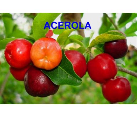 Calidad de la fruta.summarythe mature fruit ofacerola, malpighia emarginata dc., has been known as the. Acerola, semeruco o Malpighia emarginata
