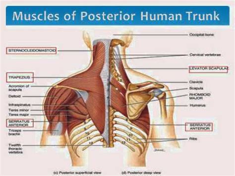 Join our newsletter and receive our free ebook: Muscles of The Upper Body Torso - YouTube