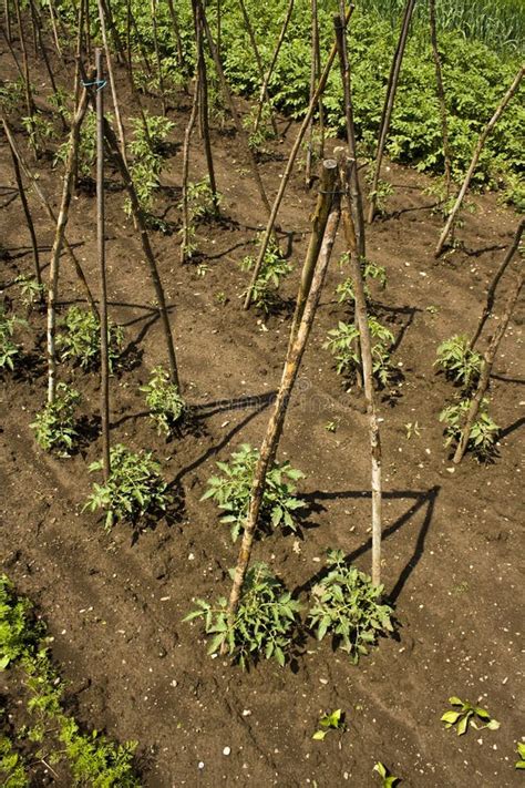 Tomato Poles Stock Photo Image 41907967