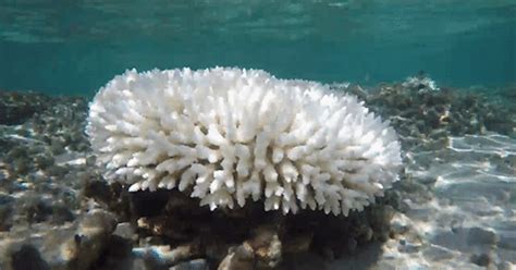 What Is Coral Bleaching Some Reefs Glow Before They Die