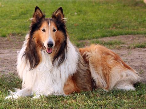 Rough Collie Info Temperament Lifespan Puppies Pictures