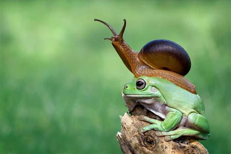 Lazy Frog Hitches Free Ride On Snail And Its Just Too Adorable
