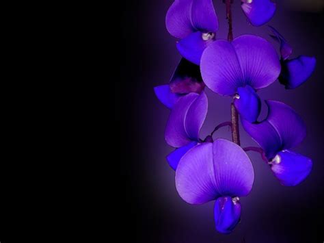 Purple Orchid Wallpapers On Wallpaperdog
