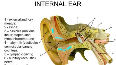 External Acoustic Meatus External Ear Auricle And External Acoustic