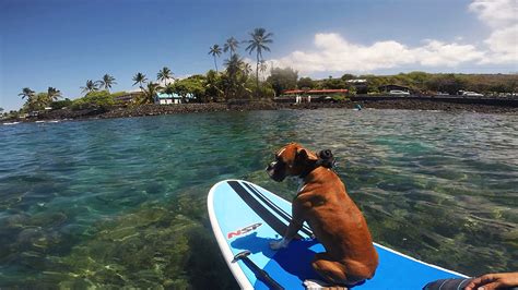 How To Stand Up Paddle Board Learn To Surf Kona