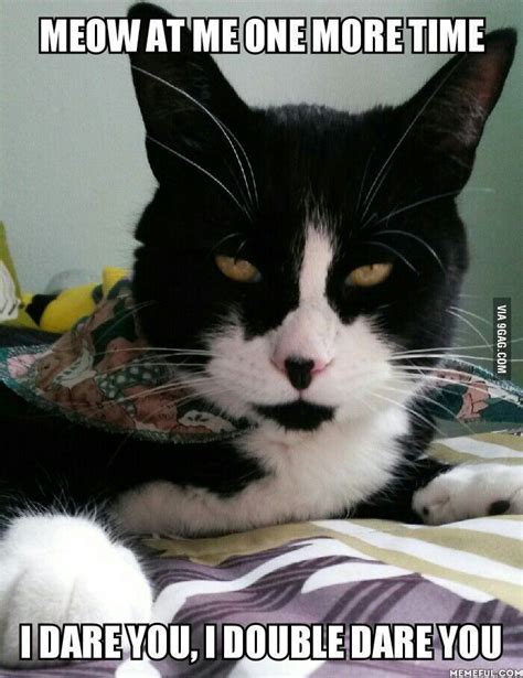 Angry Cat Meme Cat Memes Angry Cat Cats