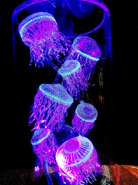 Legendaire Meduse Fluorescente Underwater Sea Creatures Animals Images