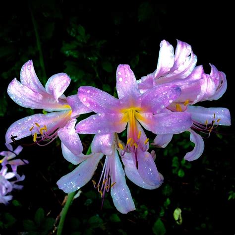 Lilies In The Rain Photograph By Debra Lynch Pixels