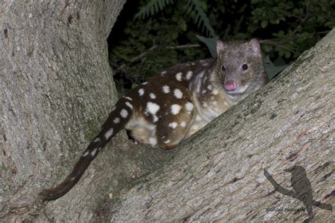 Spot Tailed Quoll Dasyurus Maculatus This Guy Lives Unde Flickr