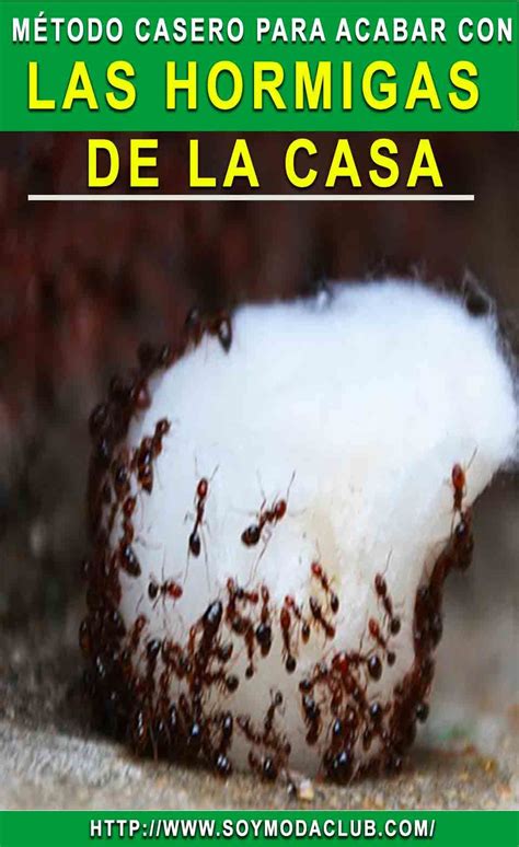 Algunos de los productos para eliminar las hormigas de la cocina mediante este método son no obstante, debemos de hacer esto cuando las hormigas no están esparcidas en la cocina, puesto. Remedio para eliminar las hormigas de la casa. | Eliminar ...