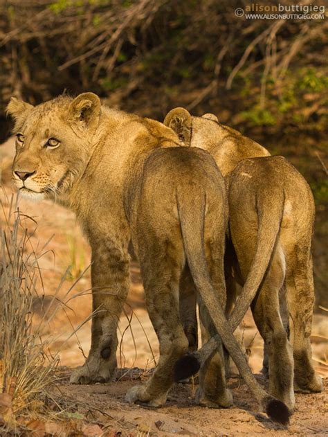 African Lions Alison Buttigieg Wildlife Photography