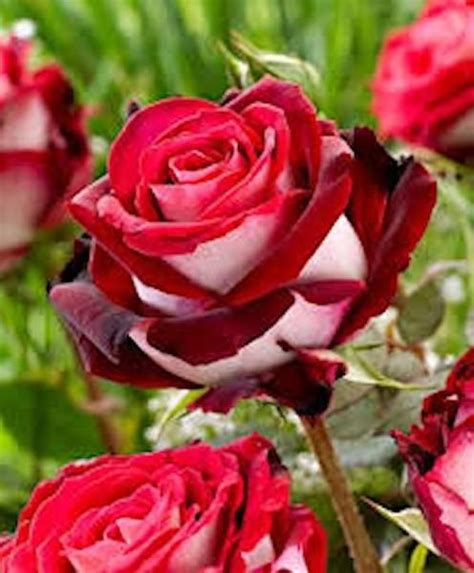 10 Whitered Hybrid Rose Seeds Angelas Heavenly Garden Rose Seeds