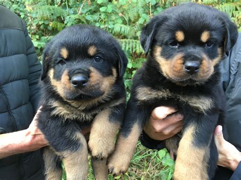 8 rottweiler puppies needing good home. ROTTWEILER PUPPIES For Sale | Wareham, Dorset | Pets4Homes