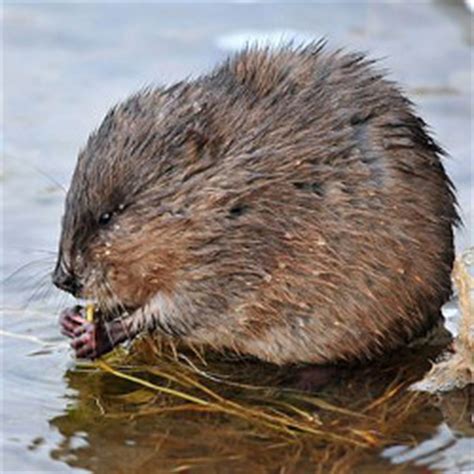 Today, the trapping of beaver in georgia is limited because of low prices, low fur demand and fewer trappers. Muskrat Removal, Trapping & Control: Get Rid of Muskrats