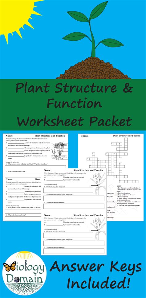 Plant Structure And Function Worksheets