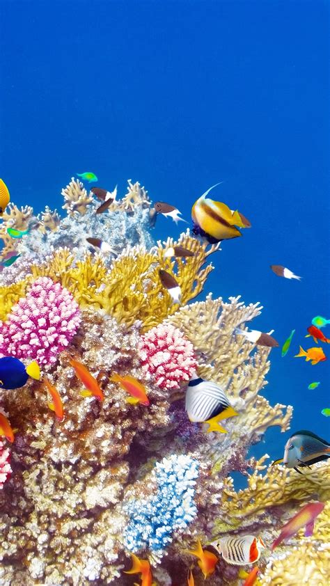 Iphone Wallpaper Underwater World Coral Tropical Under The Sea