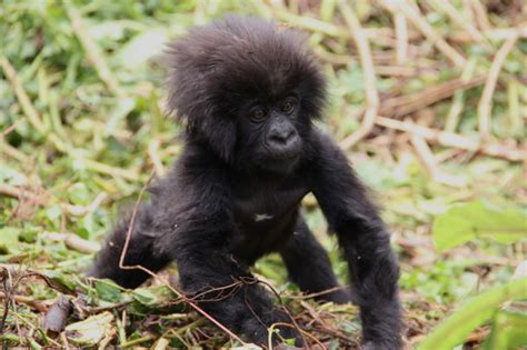 Baby Mountain Gorillas Named At Kwita Izina Ceremony African Wildlife