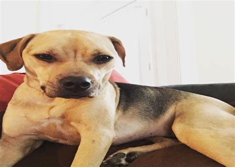 They are mischievous and spunky. 13 Ridiculously Adorable Pitbull Mixes You Wouldn't Believe Exist
