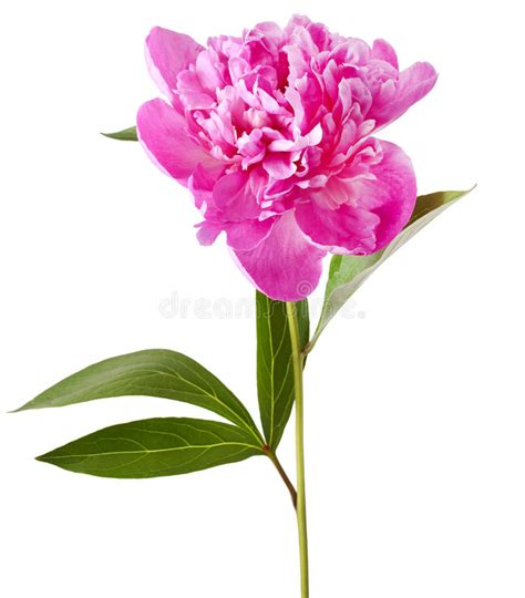 Pink Peony Flower Stock Image Image Of Close Isolation 74274237