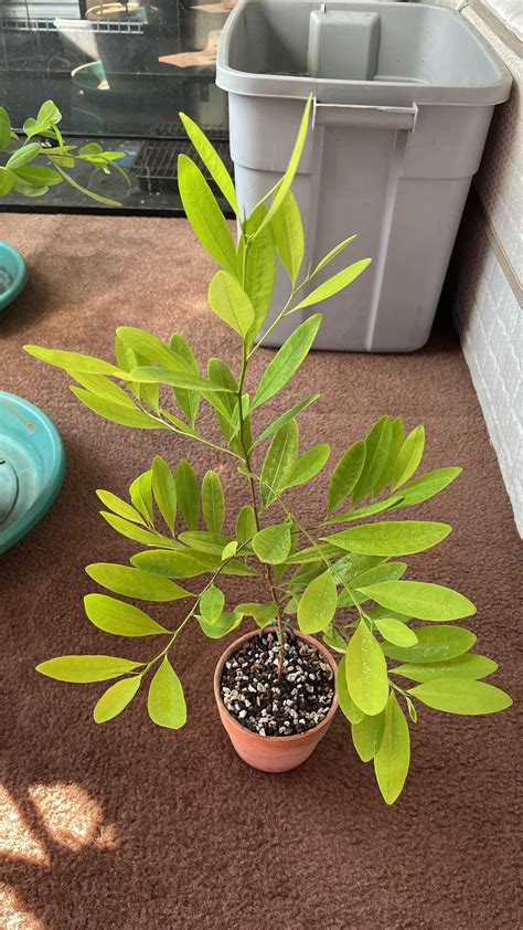 E.Nova “Java” Coca. First seed from my second strain. : r/Cocagrowing