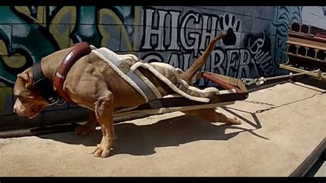 The Worlds Strongest Pitbull Dog
