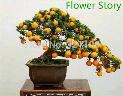 25 Bonsai Orange Seedsmini Potted Edible Fragrant And Ornamental Fruit