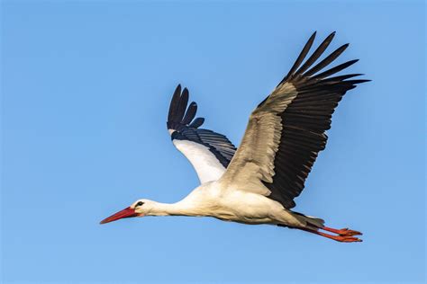 Migrating White Stork Birds Are Staying Put In Spain To Live Off