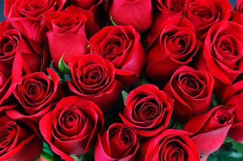 Red Love Rose Flower Images Best Flower Site