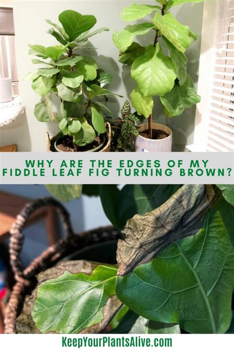 Why Are The Edges Of My Fiddle Leaf Fig Turning Brown Keep Your