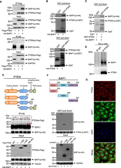 Bap1 Directly Interacts With Pten A Lysates From 293t Cells Download Scientific Diagram