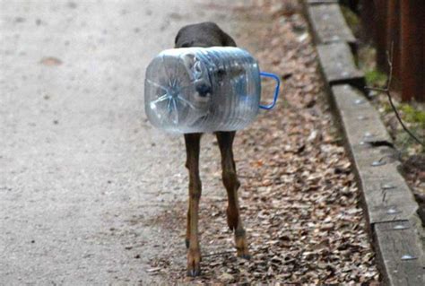Viral Photo Of Deer Stuck In Water Bottle Shows Just How Deadly Plastic