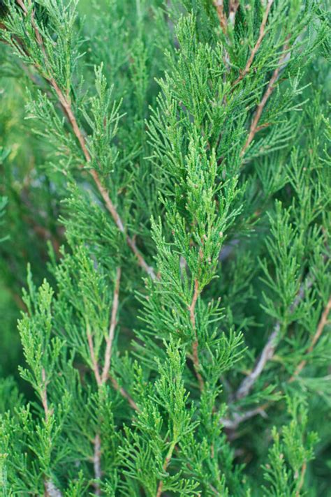 The spartan juniper is a dynamic evergreen conifer with naturally dense, conical growth! JUNIPER SPARTAN | CreekSide Tree Nursery