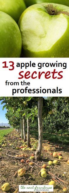 976 Best Dwarf Fruit Trees Images On Pinterest