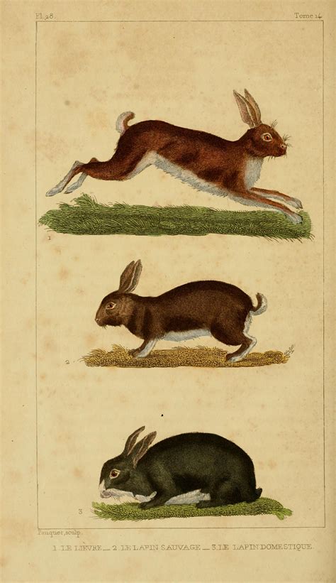 Vintage Rabbit Illustrations Click To Download And Print This Free