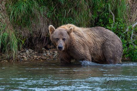 Fishing Grizzly Brown Bear Katmai Alaska Photos By Jess Lee