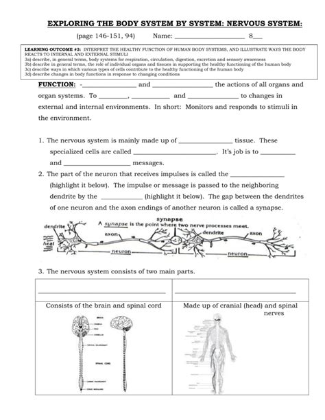 Central Nervous System Diagram Worksheet The Nervous System Worksheet
