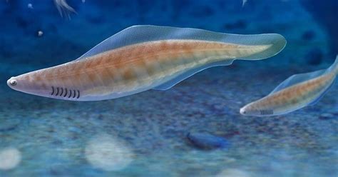 Haikouichthys Fish From Haikou Was An Early Fish That Lived In Asia