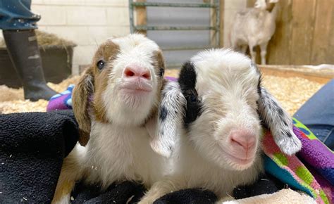 After Mama Goats Rescue Two Sets Of Twins Born At Farm Sanctuary