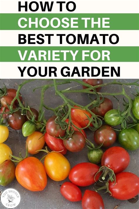 How To Choose The Best Tomato Varieties For Your Garden Vegetable
