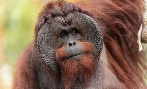 Worlds Top 15 Largest Species Of Apes And Monkeys