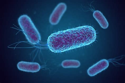 Dominio Bacteria Características Tipos Funciones Ejemplos 2022